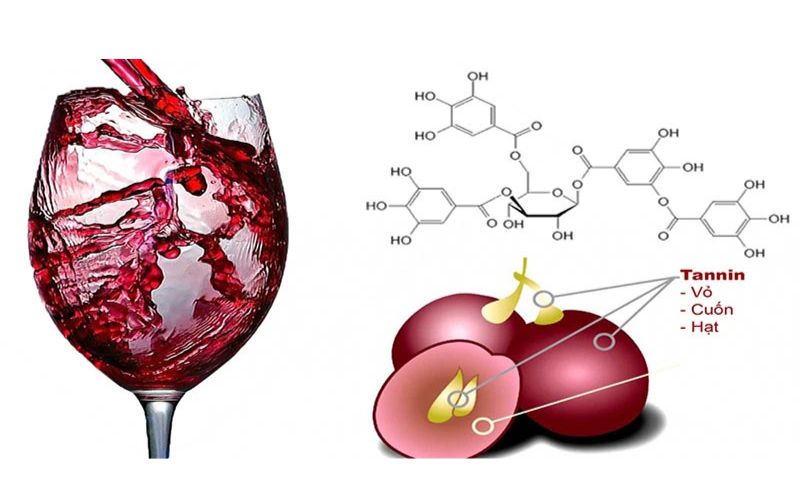 Tanin Là Gì? Vai Trò Và Cách Nhận Biết Dễ Hiểu Nhất