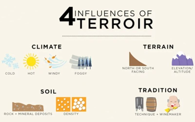 Terroir là gì? Yếu tố cốt lõi tạo nên cá tính và đẳng cấp