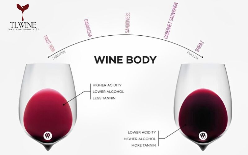 Wine Body là gì? Các yếu tố ảnh hưởng đến Wine Body