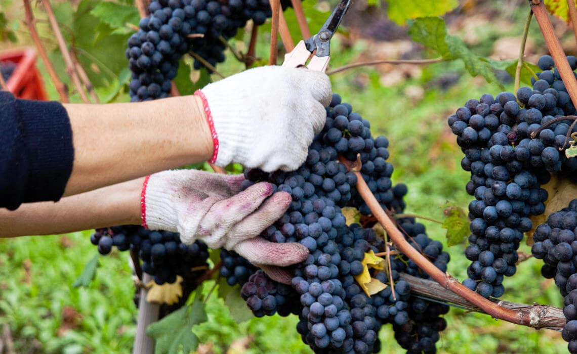 RƯỢU VANG MONTGRAS QUATRO MUA Ở ĐÂU?