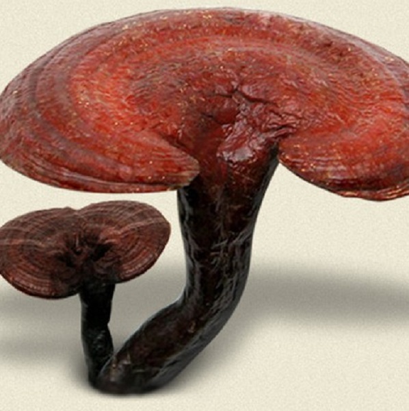 Nấm linh chi organic cho một sức khỏe vàng Nấm linh chi organic cho một sức khỏe vàng