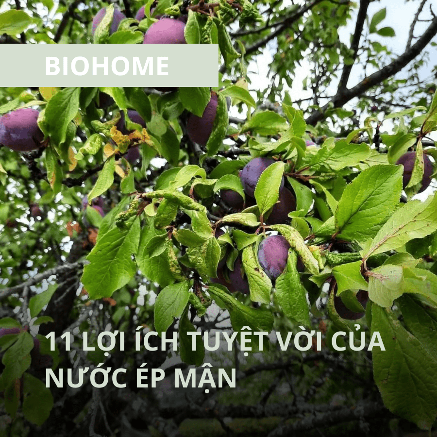 11 LỢI ÍCH TUYỆT VỜI CỦA NƯỚC ÉP MẬN 11 LỢI ÍCH TUYỆT VỜI CỦA NƯỚC ÉP MẬN
