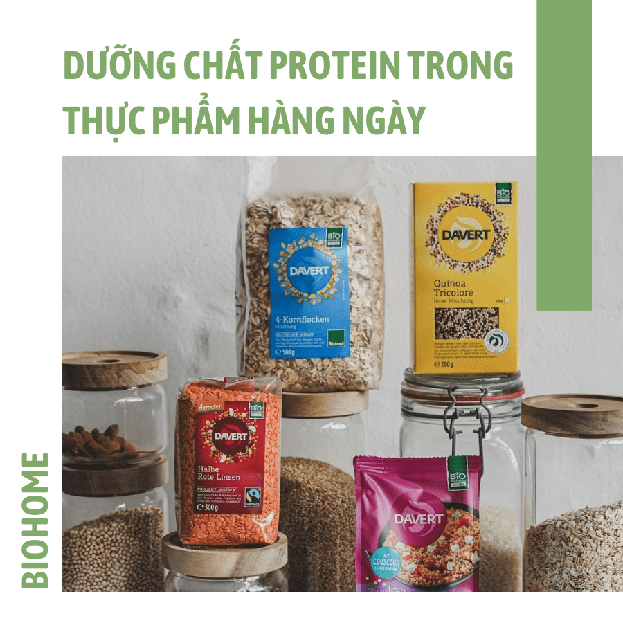 DƯỠNG CHÂT PROTEIN TRONG THỰC PHẨM HÀNG NGÀY