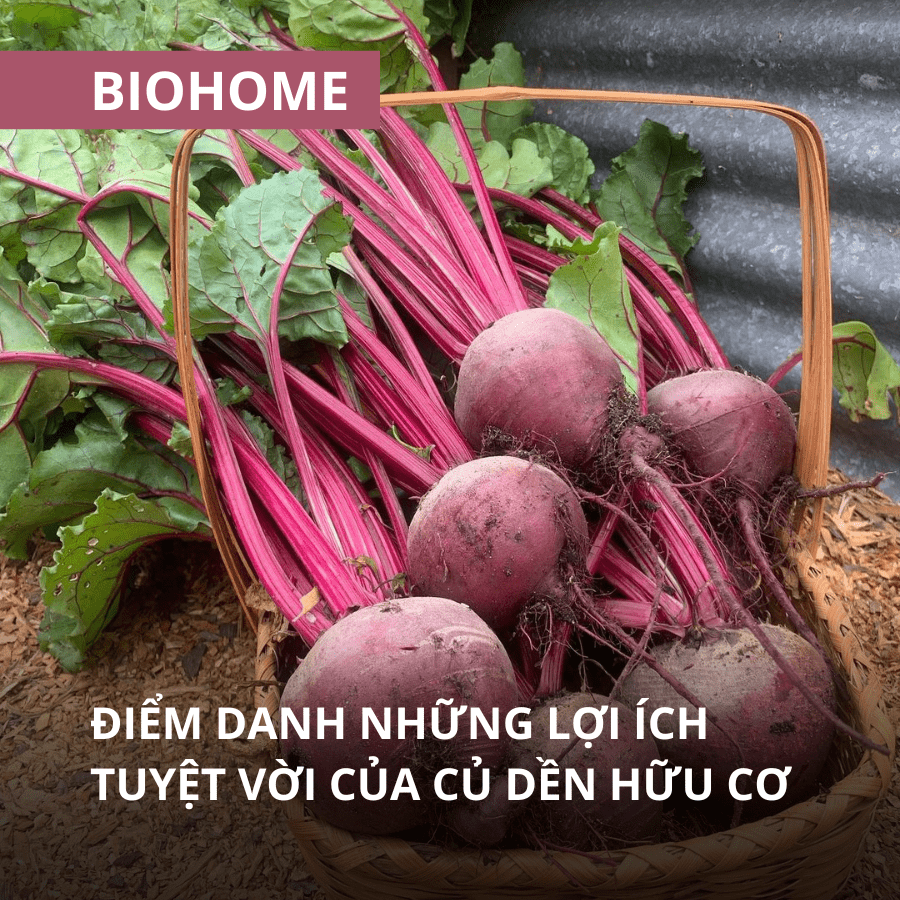 ĐIỂM DANH NHỮNG LỢI ÍCH TUYỆT VỜI CỦA CỦ DỀN HỮU CƠ ĐIỂM DANH NHỮNG LỢI ÍCH TUYỆT VỜI CỦA CỦ DỀN HỮU CƠ