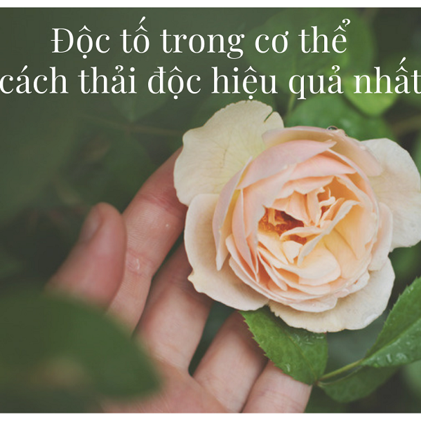 Độc tố trong cơ thể và cách thải độc hiệu quả nhất