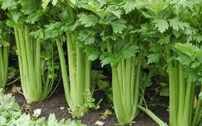 Uống nước ép cần tây đúng cách cho cơ thể khỏe mạnh Uống nước ép cần tây đúng cách cho cơ thể khỏe mạnh