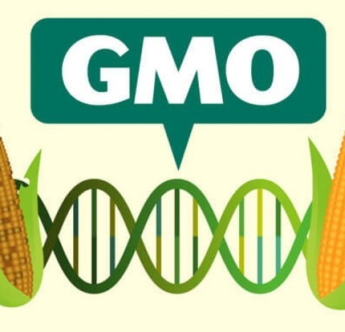Một số vấn đề về  sản phẩm biến đổi gen (GMO)