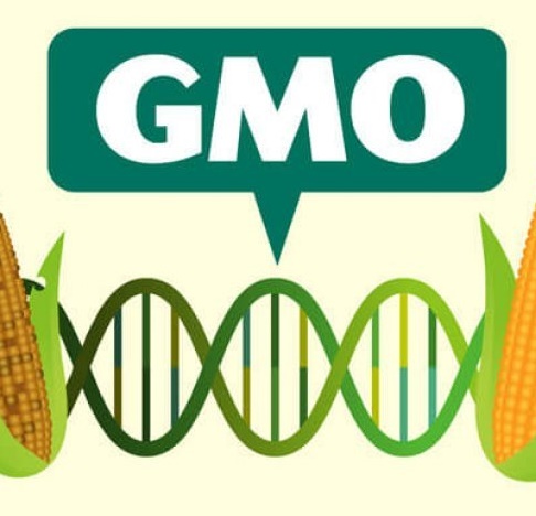 Một số vấn đề về sản phẩm biến đổi gen (GMO) Một số vấn đề về sản phẩm biến đổi gen (GMO)