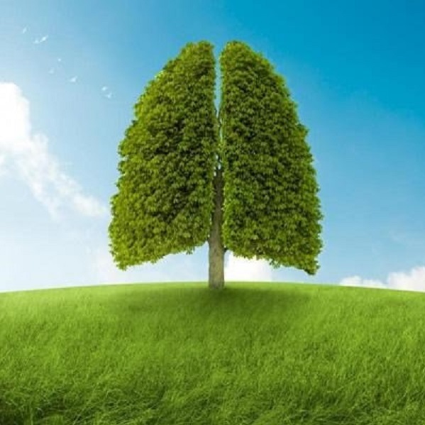 Giúp phổi khỏe mạnh không khó Giúp phổi khỏe mạnh không khó