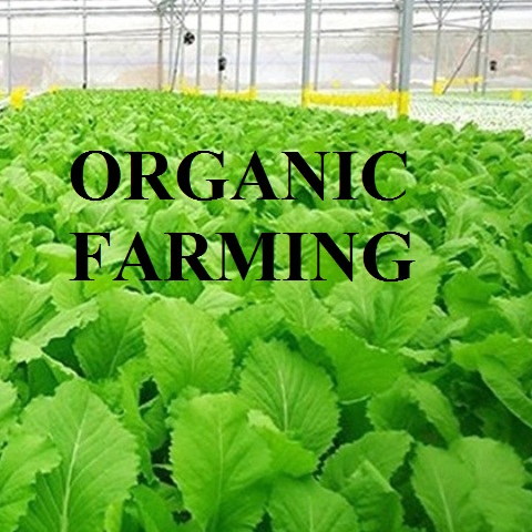 Nông nghiệp hữu cơ là gì? Ưu nhược điểm của canh tác hữu cơ? Nông nghiệp hữu cơ là gì? Ưu nhược điểm của canh tác hữu cơ?