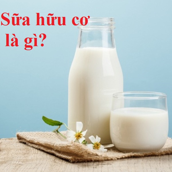 Sữa hữu cơ là gì?