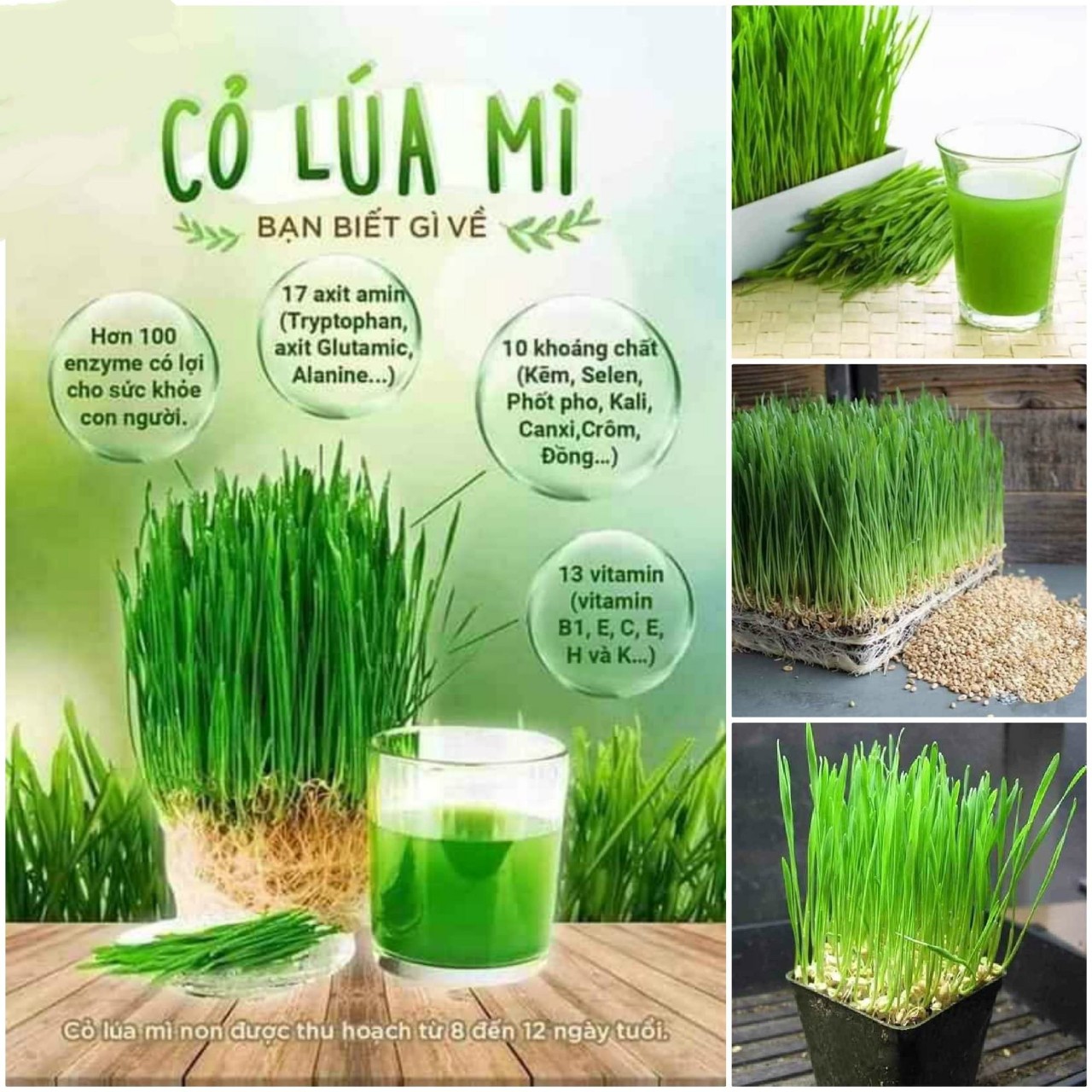 Vì sao bạn nên dùng nước ép tử cỏ lúa mỳ Vì sao bạn nên dùng nước ép tử cỏ lúa mỳ