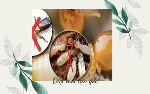 diệt mối tại tân phú