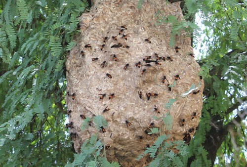 bắt ong vò vẽ