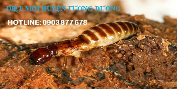 diet-moi-tai-tuong-duong