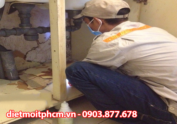 diệt mối sinh học tại nhà bè