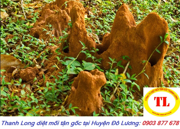 diet-moi-tan-goc-tai-do-luong-nghe-an