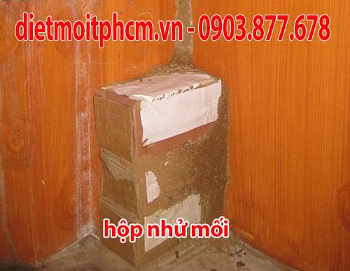 diệt mối tận gốc tại gò vấp