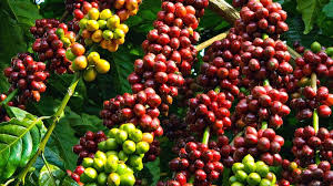 Gía Cafe 