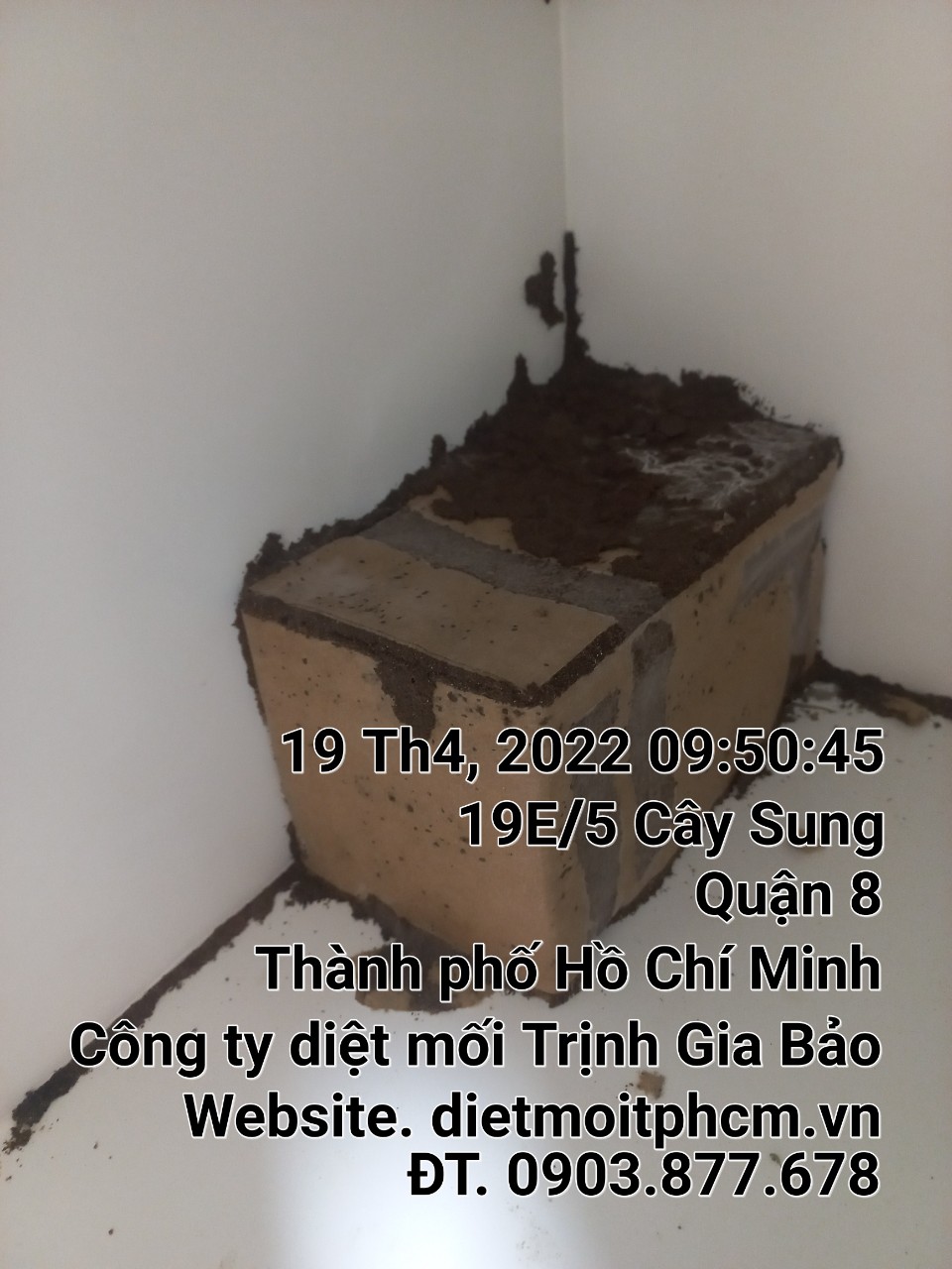 Diệt Mối Tận Gốc Bình Thuận Trịnh Gia Bảo