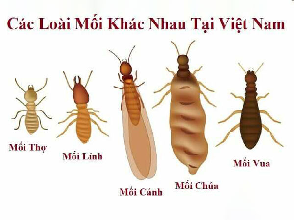 Tìm hiểu về mối, mọt