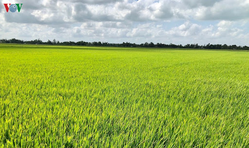 Gía lúa non tai diện châu