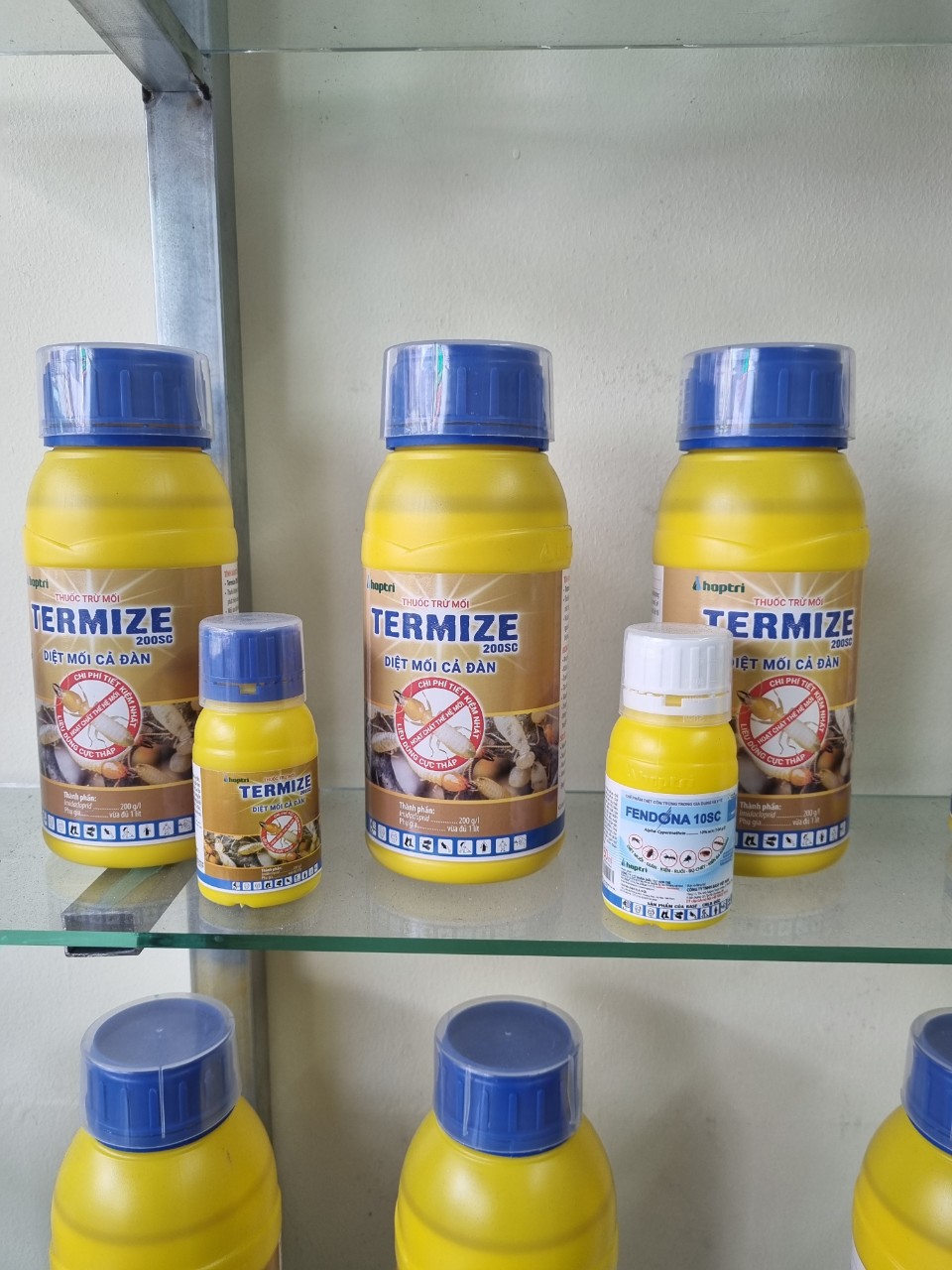 Dịch Vụ Diệt Mối Tại Phú Yên