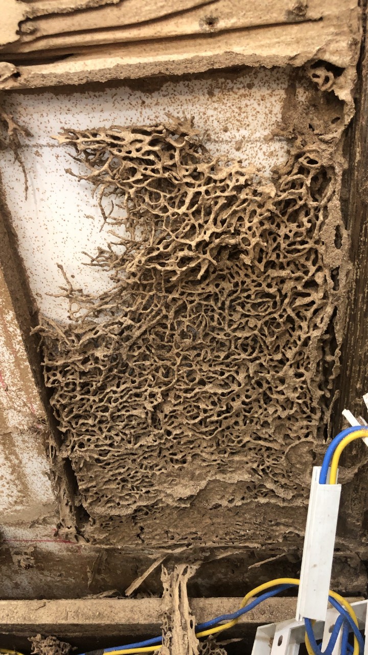 Diệt mối tại bình đại