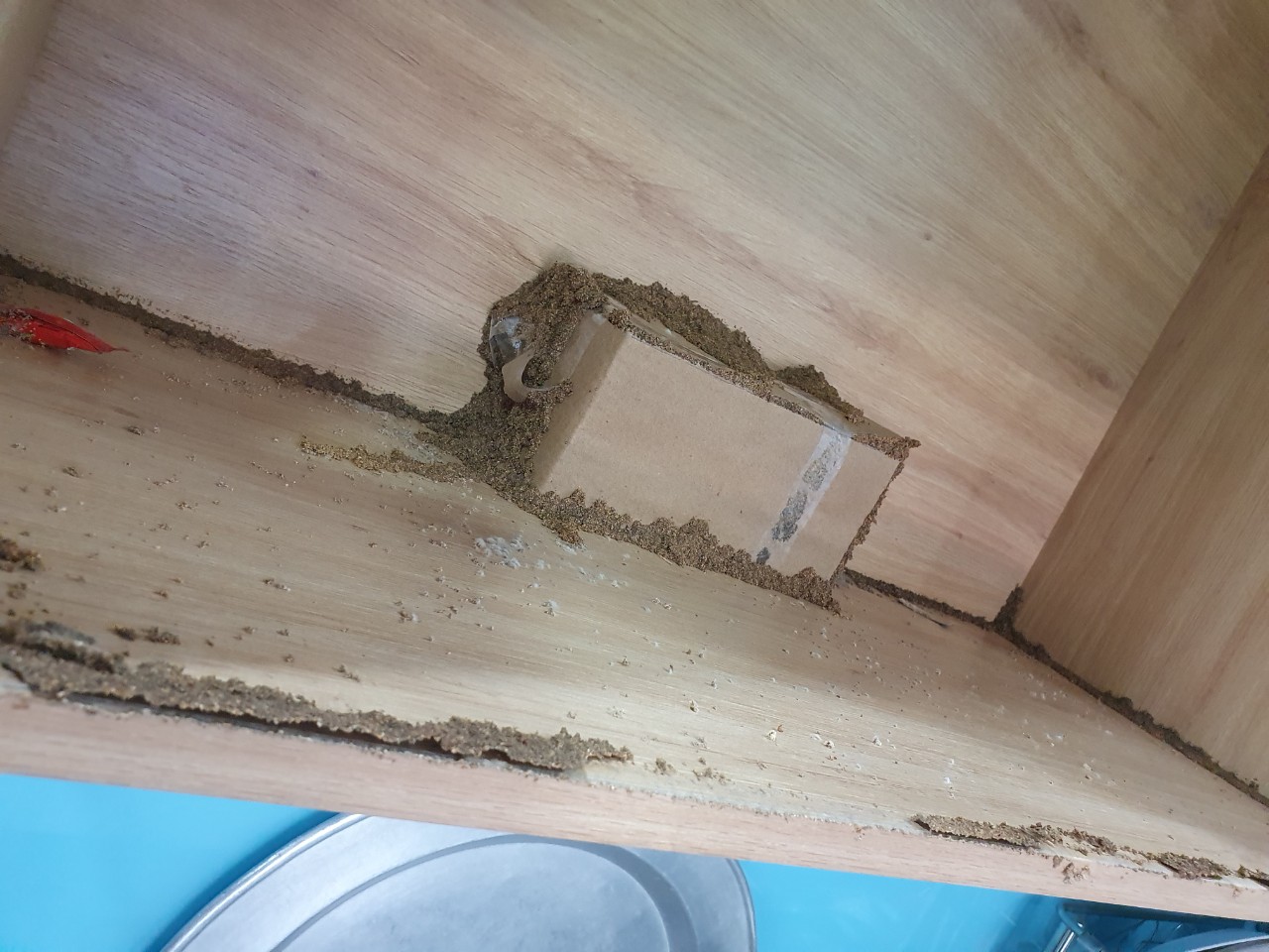 Diệt Mối Tai Hậu Giang Trịnh Gia Bảo