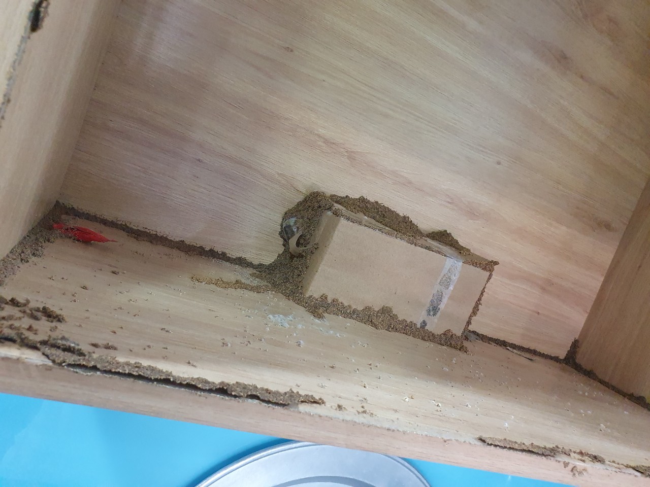 Diệt mối quảng bình