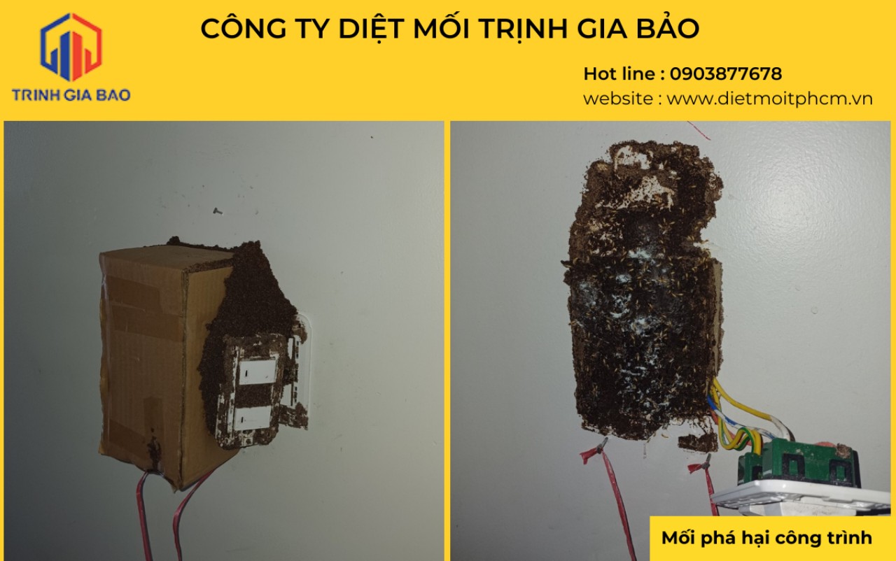 diệt mối tận gốc