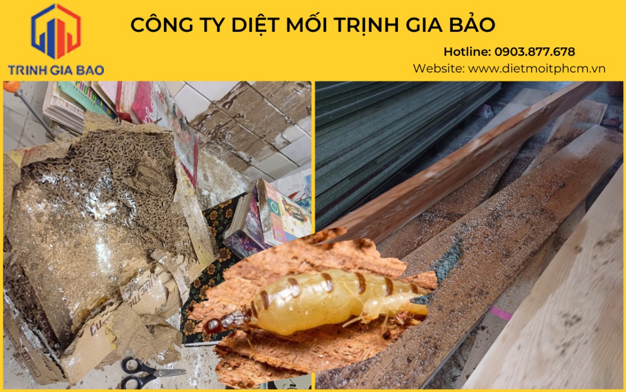 diệt mối quận 4