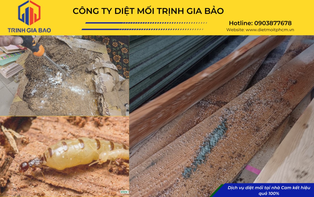 diệt mối tận gốc tiền giang
