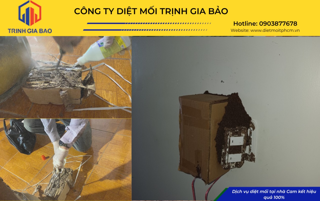 diệt mối tiền giang