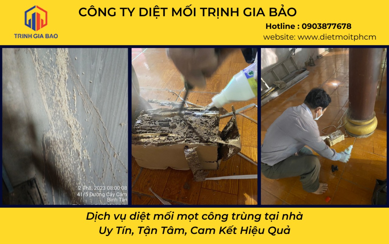 xử lý mối tại nhà