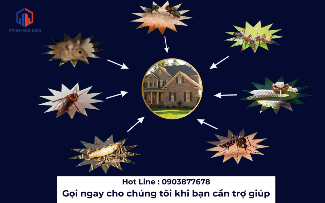 diệt mối quận 7
