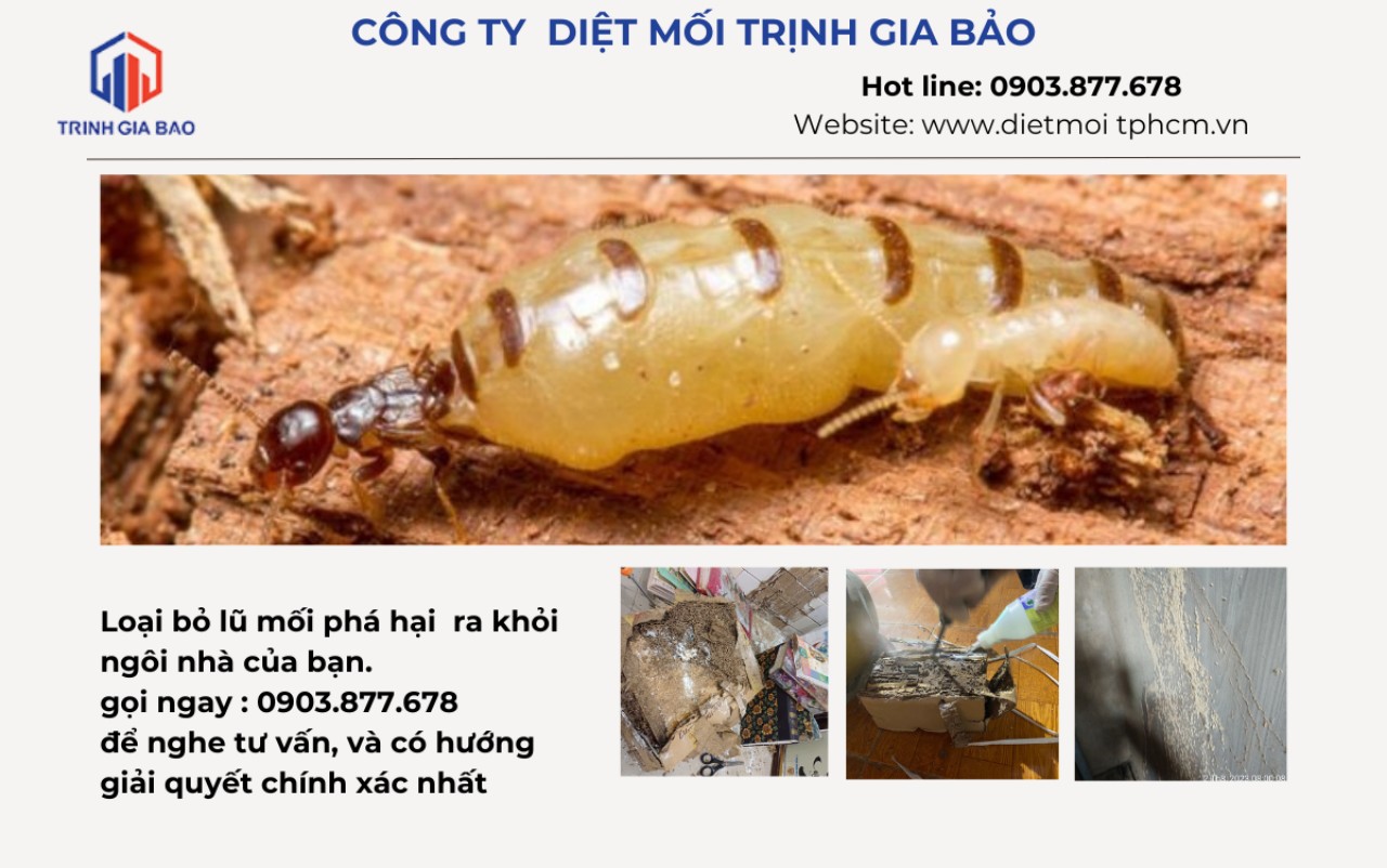 Tại sao có mối trong nhà