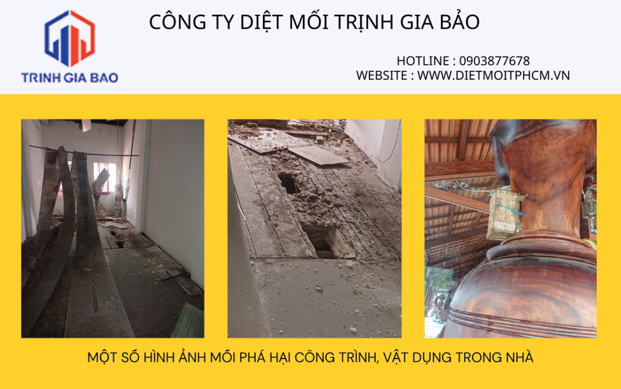 diệt mối nghệ an