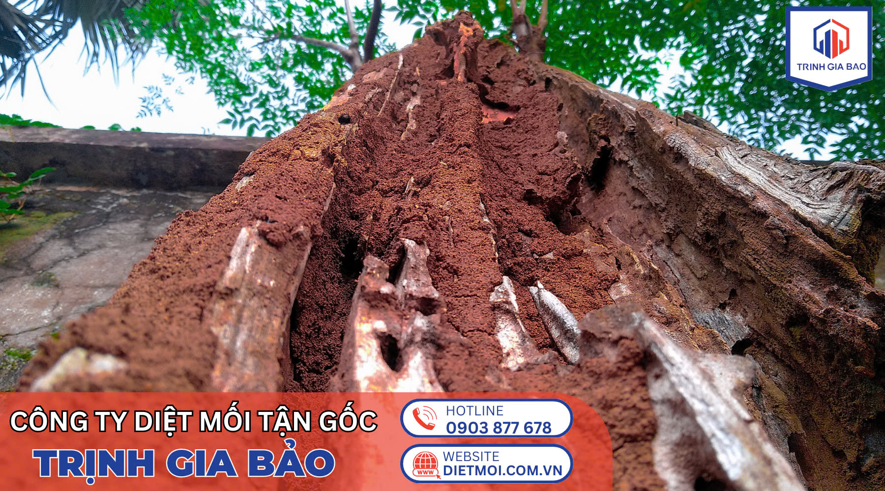 diệt mối