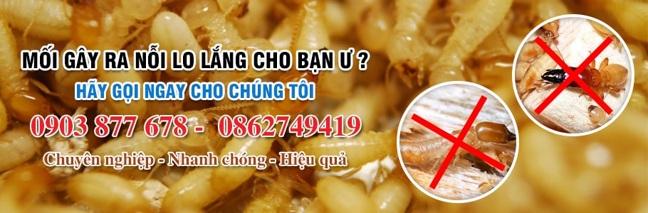 Diệt Mối Tận Gốc Tại HCM | Dịch Vụ Trừ Mối Tận Gốc Tphcm