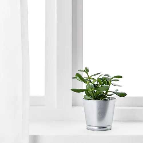 CHẬU CÂY BINTJE IKEA - MẠ KẼM 9 cm