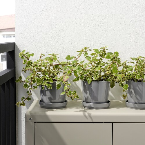 CHẬU TRỒNG CÂY CẢNH CÓ ĐĨA CITRUSFRUKT IKEA - XÁM 12 cm