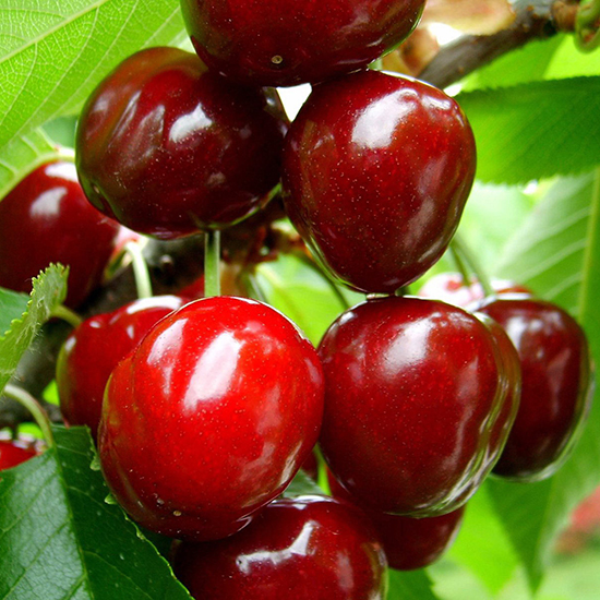 Lợi ích trái Cherry