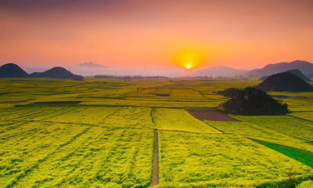 Đồng cải vàng La Bình đẹp như thiên đường ở tỉnh Vân Nam Trung Quốc