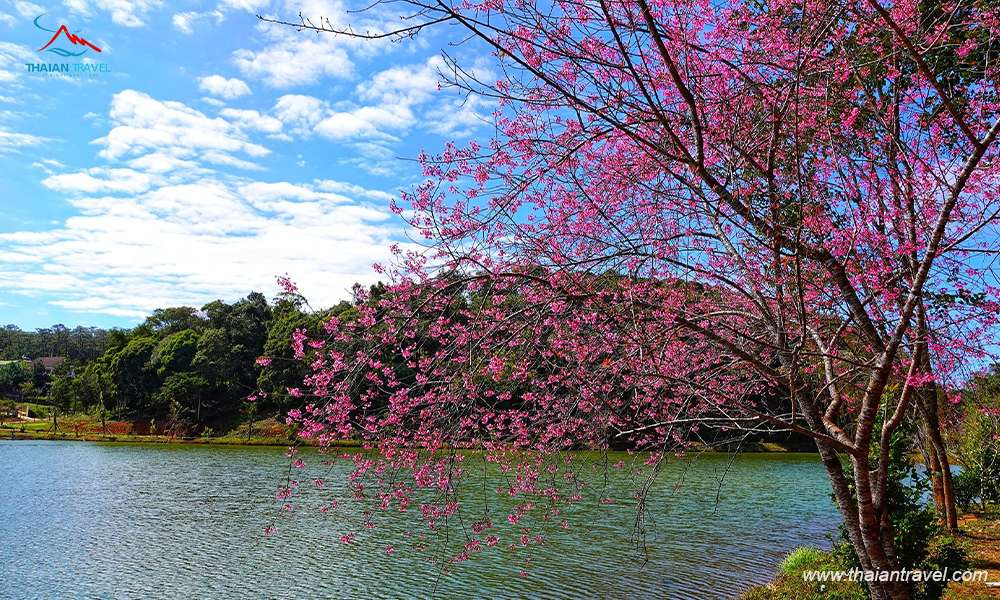 Đi du lịch Măng Đen Tây Nguyên ngắm hoa Mai Anh Đào rực rỡ khoe sắc