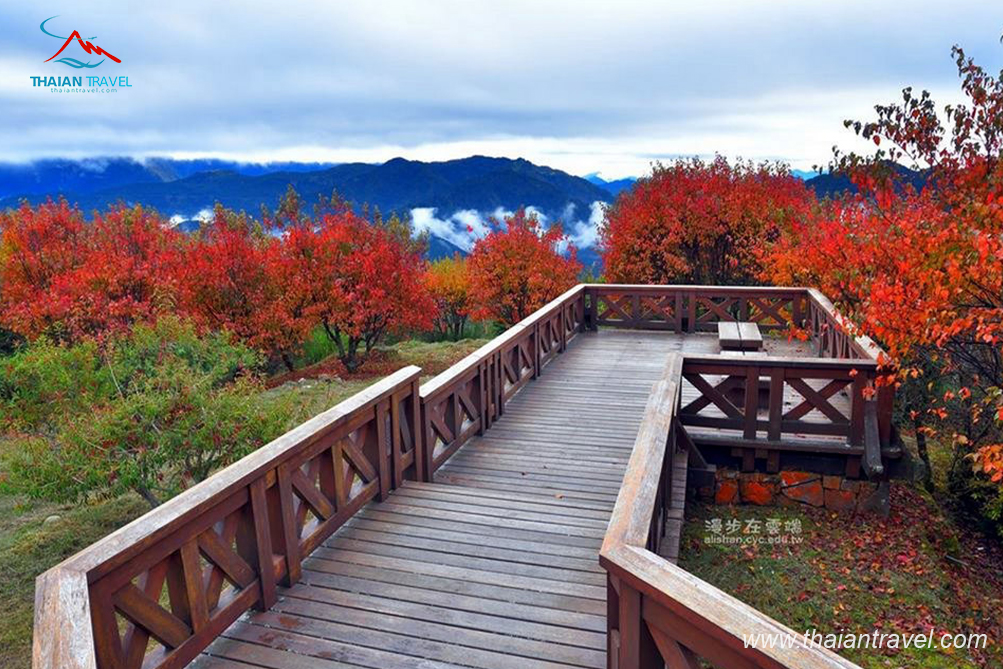 Du lịch Đài Loan mùa lá đỏ| 9 Địa điểm ngắm lá phong Đài Loan đẹp nhất