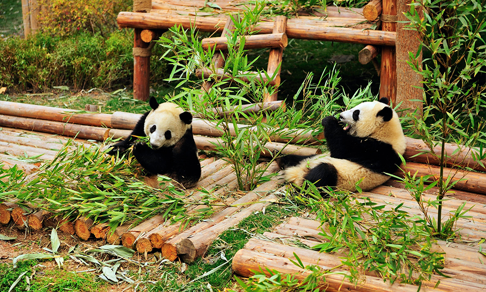 Công viên gấu trúc Thành Đô nổi tiếng tại Tứ Xuyên Trung Quốc