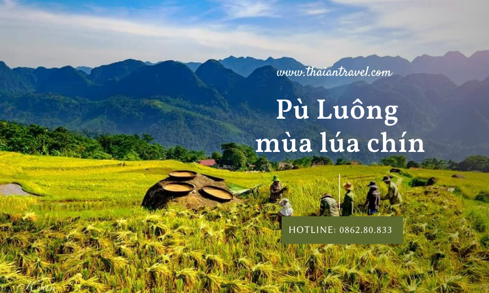 Kinh nghiệm du lịch Pù Luông ngắm lúa vàng xứ Thanh A  Z