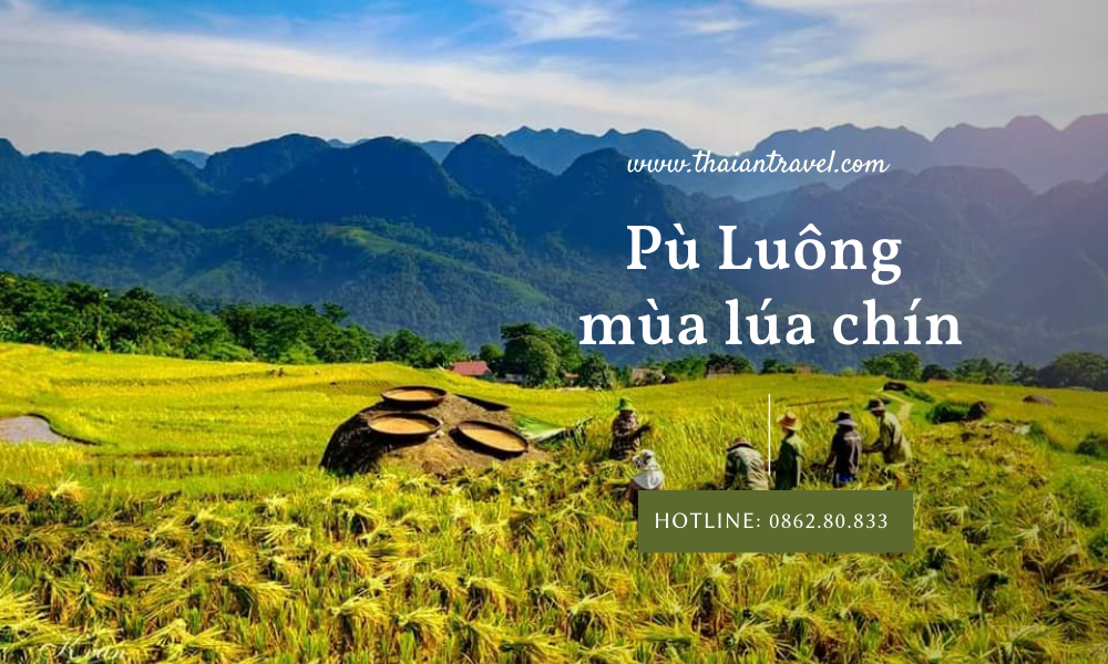 Pù Luông mùa lúa chín - Trải nghiệm hành trình săn mây, ngắm mùa vàng