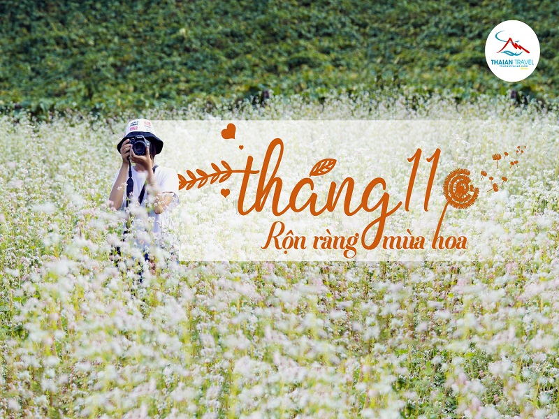 Những mùa hoa tháng 11 đẹp mê ly